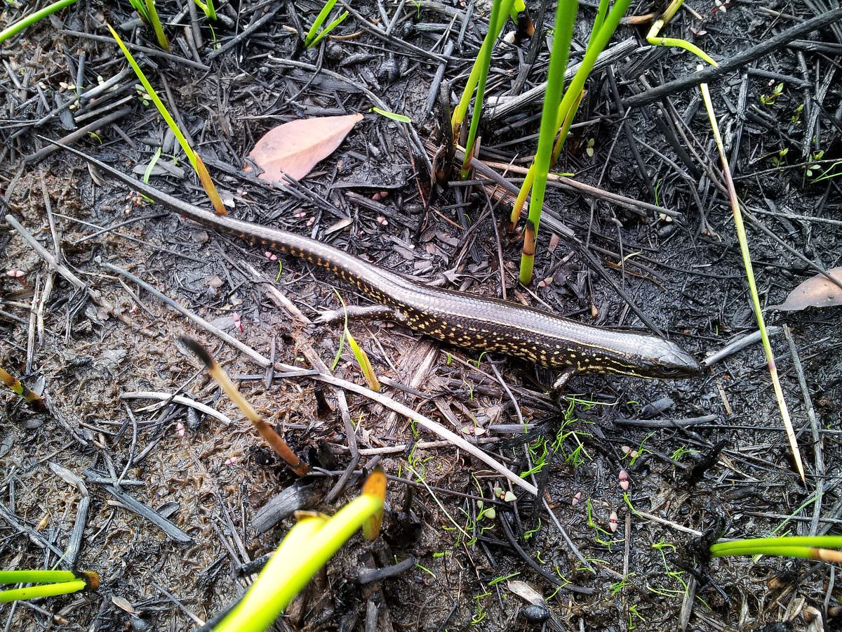 A Blue Mountains water skink basking on swamp vegetation