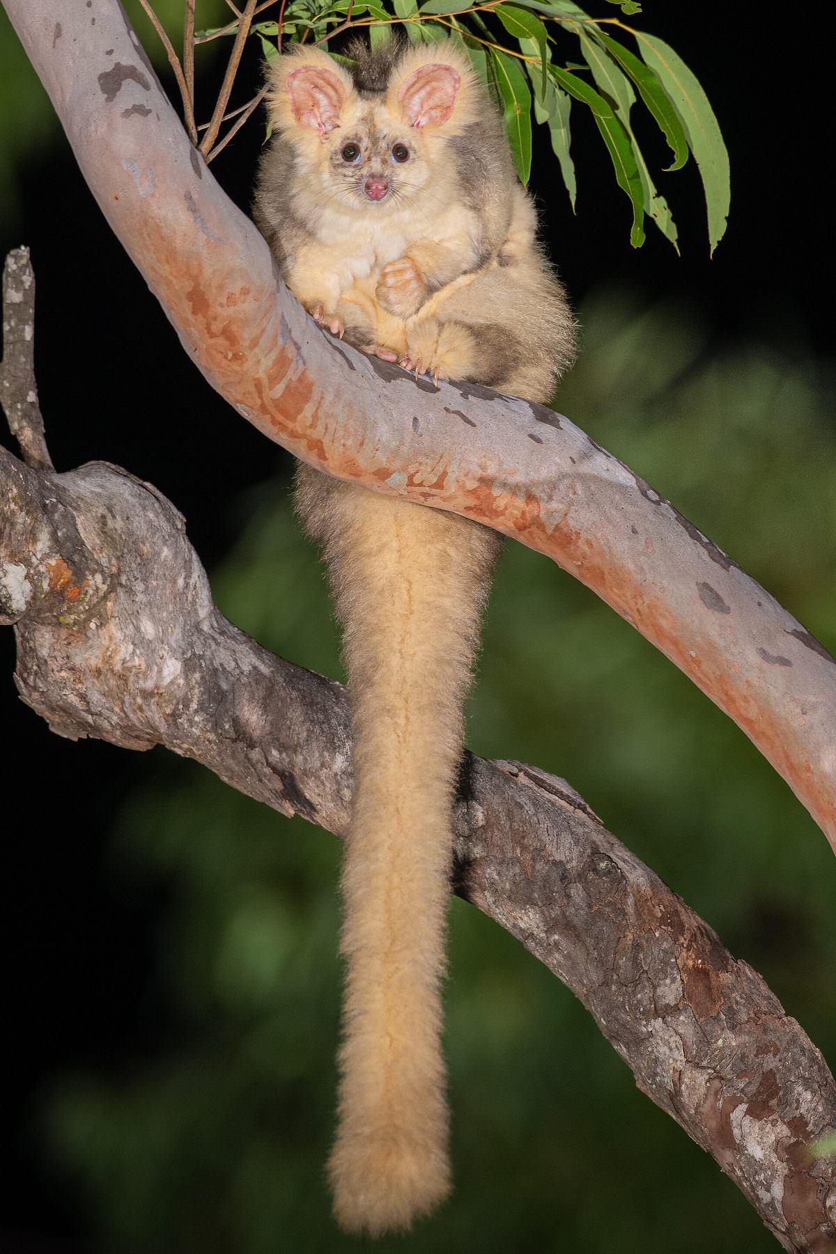 A greater glider clinging to the trunk of a eucalypt at night