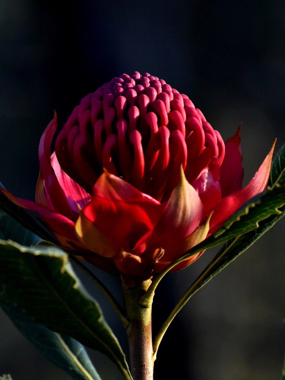 A red waratah flower head, Telopea speciosissima