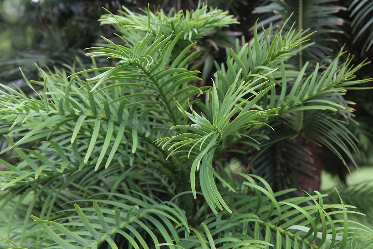 The distinctive fern-like foliage of the Wollemi Pine, Wollemia nobilis